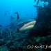 shark_greyreef_kk_h_0705_png1511.jpg